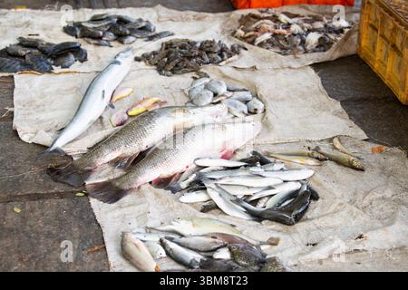 Fischvielfalt auf dem Markt in Kochi Indien, Verkaufsstand mit frisch gefangenen Meeresfrüchten, Fischindustrie am Arabischen Meer Stockfoto