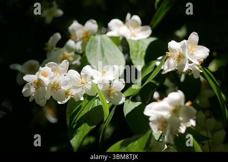 Blühender Jasmin in der Sonne mit hohem Kontrast. Stockfoto