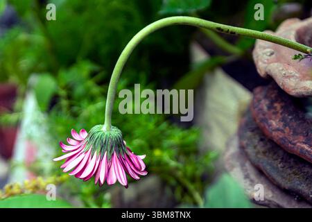 Ein lebhaftes Nahfoto einer Gerbera-Blume mit kräftigen Farben, zarten Blütenblättern und zentraler Scheibe. Stockfoto
