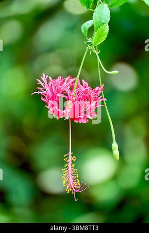 Ein lebhaftes Nahfoto einer Hibiskusblüte mit ihren großen, zarten Blütenblättern und markanten Stamen. Stockfoto