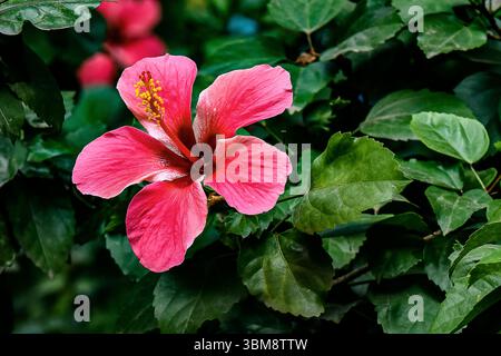 Ein lebhaftes Nahfoto einer Hibiskusblüte mit ihren großen, zarten Blütenblättern und markanten Stamen. Bekannt für seine tropische Schönheit und Medi Stockfoto