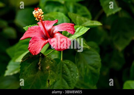 Ein lebhaftes Nahfoto einer Hibiskusblüte mit ihren großen, zarten Blütenblättern und markanten Stamen. Stockfoto