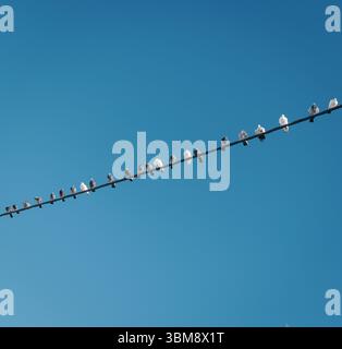 Lange Linie mit Silhouettentauben, gleichmäßig auf einem Draht vor einem riesigen, klaren blauen Himmel, minimalistischem Design-Hintergrund Stockfoto
