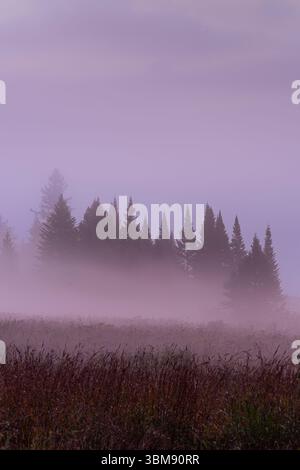 Ein Kieferstand in einem Licht vor der Dämmerung am nebeligen Morgen, Adirondack Park, NY Stockfoto