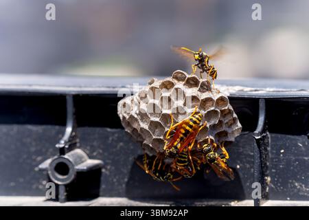 Papierwaschanlagen am Nest im Freien. Polistes Dominula Wespennest. Stockfoto