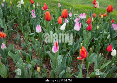 Blühende mehrfarbige Tulpen im Frühjahr. Frische Gartenblumen in Rot-, weiß-, Rosa- und Orangentönen. Natur Hintergrund für florale, saisonale, Stockfoto