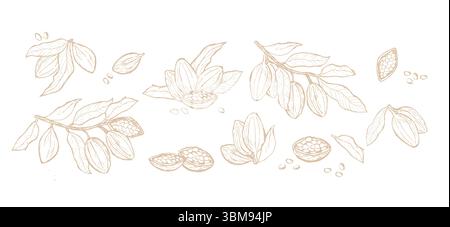 Sammlung von Skizzen aus Kakaobohnen und Blättern für Design und Dekoration. Stock Vektor