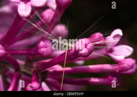 Äußerste Nahaufnahme eines zarten Löwenzahn-Samens, der in die leuchtend violetten Blüten eines Flieders hineindriftete und in diesen gefangen war. Stockfoto