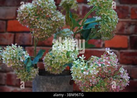 Ein Haufen bunter Hortensie paniculata, oder verpanierte Hortensie, steht in einer Blechvase vor einer Ziegelmauer in einem Bürogebäude. Stockfoto