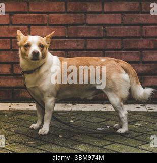 Die Traurigkeit auf dem Gesicht eines Hundes kann nicht unbemerkt bleiben, was jedem Passanten auf seinem Weg Traurigkeit bereitet. Stockfoto