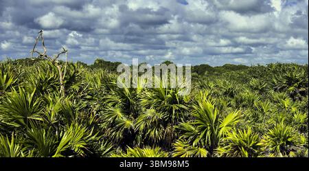 Palmen an der Küste des Karibischen Meeres im mexikanischen Bundesstaat Quintana Roo Stockfoto