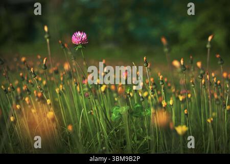 klee Blume Flieder Blume auf dem Feld gelbe Blumen, eine in der Mitte, Konzept der Einsamkeit, Teams Stockfoto