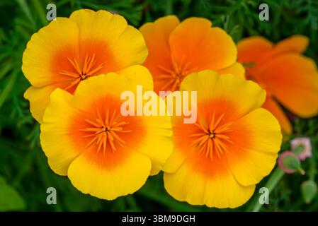Kalifornischer Mohn / Goldmohn / mexikanischer Mohn / kalifornisches Sonnenlicht (Eschscholzia californica) in Blüte, heimisch in den USA und Mexiko Stockfoto