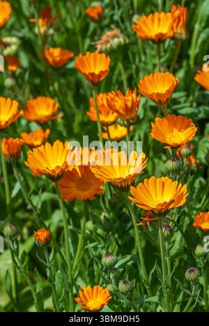 Marys Gold / Ringelblume / Ringelblume / Schottenblume / Ruddles (Calendula officinalis / Calendula aurantiaca) in Blume im Garten Stockfoto
