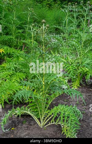Cardoon / Artischockendistel (Cynara cardunculus / Carduus cardunculus) im Kräutergarten im Frühsommer Stockfoto