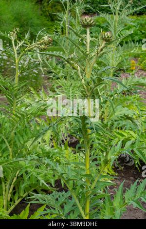 Cardoon / Artischockendistel (Cynara cardunculus / Carduus cardunculus) im Kräutergarten im Frühsommer Stockfoto