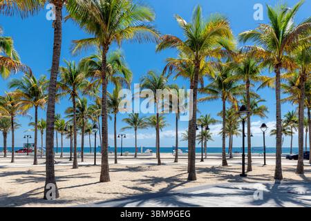 Wunderschöner tropischer sonniger Strand mit Palmen und Sonnenschirmen in Fort Lauderdale Beach Park, Florida Stockfoto