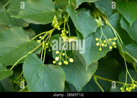 Linden Tree Fruits Reife Nüsse auf einem Zweig Baum. Stockfoto