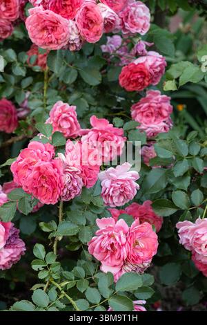 Großer Busch rosafarbener Rosen in voller Blüte, Nahaufnahme floraler Hintergrund. Stockfoto