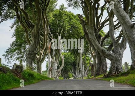 Dunkle Hecken. Bezaubernde Buchenallee entlang der Bregagh Road in County Antrim, Nordirland. Stockfoto