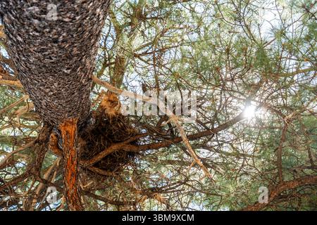 Die helle Sonne scheint wunderschön durch die Äste eines Baumes Stockfoto