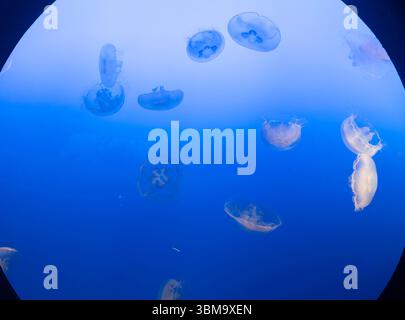 Mondquallen, eine häufige Quallenart, schweben anmutig in einem Wassertank mit sanfter blauer Beleuchtung. Stockfoto