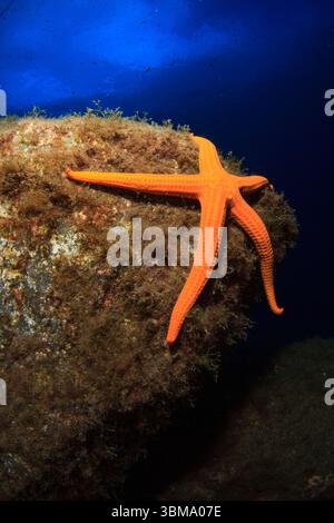 Ein orangenfarbener Seestern thront auf einem Rifffelsen mit dem tiefen Blau dahinter. Stockfoto
