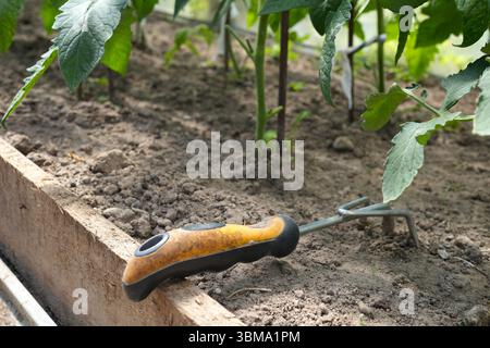 Ein Gartenwerkzeug, das auf trockenem Boden zwischen grünen Tomatenstämmen in einem Gewächshaus ruht. Stockfoto