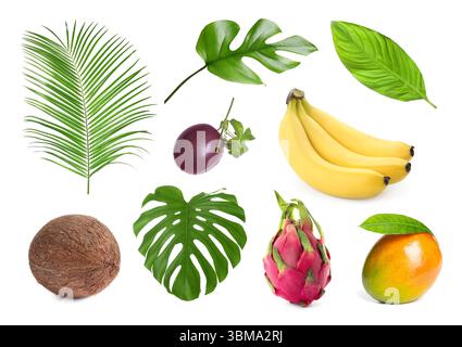 Tropische Blätter und Früchte isoliert auf weiß, Set Stockfoto