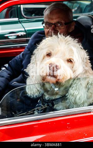 Ein älterer Mann sitzt in einem roten Oldtimer mit einem flauschigen weißen Labradoodle wie ein Hund, der durch das Fenster schaut Stockfoto