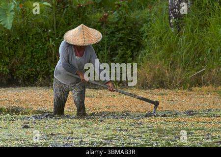 Frau, die auf einem Reisfeld in der Nähe von Ubud, Bali, Indonesien arbeitet Stockfoto
