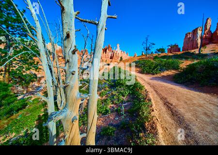 Peekaboo Loop Trail mit verwitterten Baum- und Hoodoo-Formationen im Bryce Canyon Stockfoto