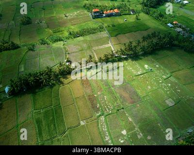 Kajeng Reisfelder, Ubud, Bali, Indonesien - Luftfahrt Stockfoto