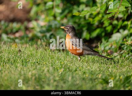 American robin (Turdus migratorius), Prince's Island Park, Calgary, Alberta, Kanada, Stockfoto