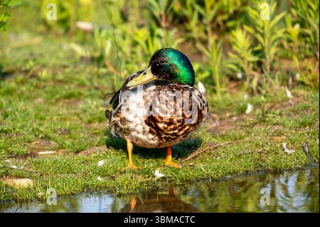 Stockenten (Anas platyrhynchos), Prince's Island Park, Calgary, Alberta, Kanada, Stockfoto