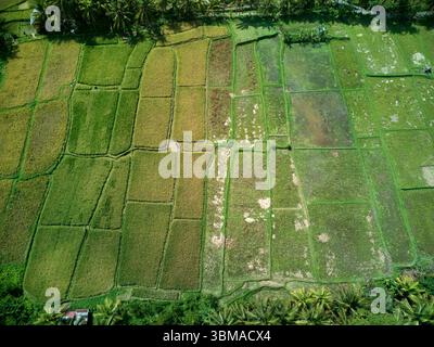 Kajeng Reisfelder, Ubud, Bali, Indonesien - Luftfahrt Stockfoto