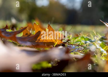 Gelbes Laub einer Eiche auf dem Boden in der Herbstnähe liegt das trockene Laub einer Eiche auf dem Boden im grünen Gras nach dem Einfallen der Blätter Stockfoto