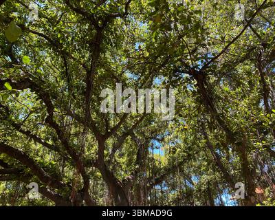 Bilder des Baumes aus dem Banyan Park in Lahaina vor der Brandwelle beschädigten ihn und die Umgebung. Stockfoto