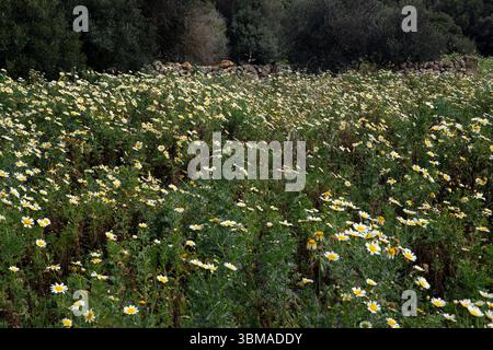 Hintergrund mit einem Feld von Gänseblümchen, Schönheit der Natur Stockfoto