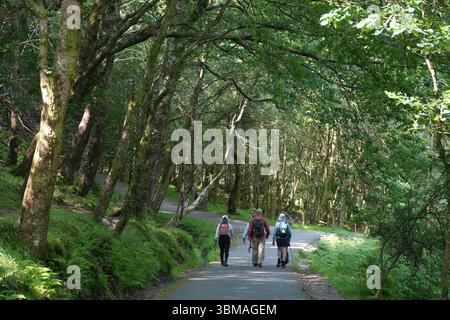 Wanderweg in Glendalough, Irland, mit drei Personen, die auf einem gepflasterten Weg durch einen üppigen Wald spazieren. Landschaftlich reizvolle Natur und Abenteuertourismus Stockfoto