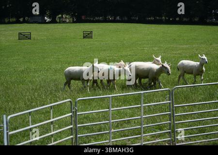 Weiße Schafherde weiden auf einem üppig grünen Feld im ländlichen Irland. Geeignet für Landwirtschaft, Reisen und Landschaft. Stockfoto