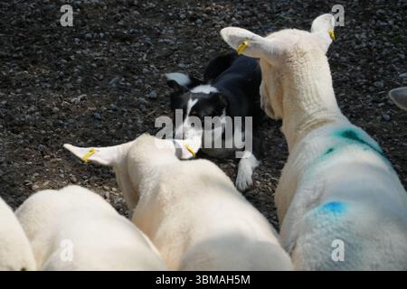 Ein Border Collie Hund liegt unter Schafen in Irland und beobachtet die Herde. Nahaufnahme des Arbeitshundes mit Vieh. Stockfoto