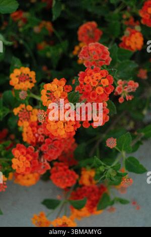 Nahaufnahme lebendiger lantana-Blüten in Orange, Rot und Gelb Stockfoto