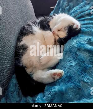 Schwarz-weiß gerettete Smoking-Hauskatze (Kitty), die sich schlafend auf einem Blau zusammengerollt hat, das auf einem Sofa so süß und unschuldig war Stockfoto
