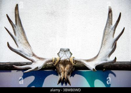 Elchgeweih an einer Wand Stockfoto
