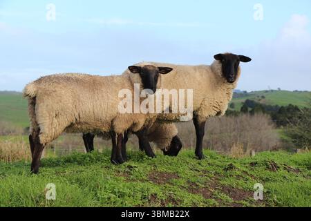 Drei Suffolk-Schafe, zwei Schafe und ein Widder, die auf einem Ufer in einem grünen Rasen-Paddock mit Hügeln in der Ferne stehen. Taipuha, Northland, NZ Stockfoto