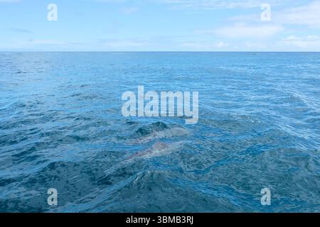 Zwei hawaiianische Spinnerdelfine (Stenella longirostris), die unter der Oberfläche vor der Küste von Kauai, Hawaii, sichtbar sind; Delfinform unter Wasser. Stockfoto