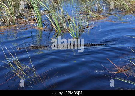 Weston, Vereinigte Staaten Von Amerika. August 2016. WESTIN, FL - 23. AUGUST: Florida Alligators sind immer noch eine der Hauptattraktionen in Florida, nachdem 2 Year Old bei Disney getötet wurde. Wir nahmen an einer Airboat-Tour im Everglades National Park Teil, auf der Suche nach Florida Alligatoren im Sawgrass Recreation Park. Alligatoren sind opportunistische Futtermittel. Da die Alligatorgewohnheiten zerstört werden, werden sie am 23. August 2016 in Weston, Florida, mit Menschen in Kontakt kommen. Leute: Florida Alligators Credit: Storms Media Group/Alamy Live News Stockfoto