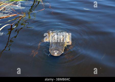 Weston, Vereinigte Staaten Von Amerika. August 2016. WESTIN, FL - 23. AUGUST: Florida Alligators sind immer noch eine der Hauptattraktionen in Florida, nachdem 2 Year Old bei Disney getötet wurde. Wir nahmen an einer Airboat-Tour im Everglades National Park Teil, auf der Suche nach Florida Alligatoren im Sawgrass Recreation Park. Alligatoren sind opportunistische Futtermittel. Da die Alligatorgewohnheiten zerstört werden, werden sie am 23. August 2016 in Weston, Florida, mit Menschen in Kontakt kommen. Leute: Florida Alligators Credit: Storms Media Group/Alamy Live News Stockfoto