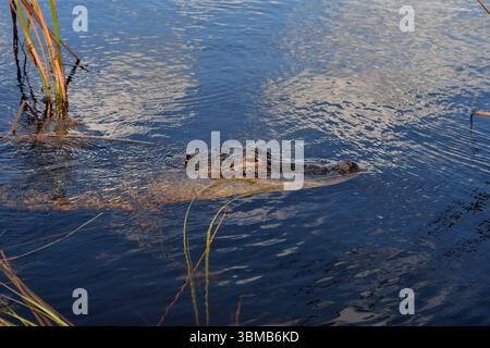 Weston, Vereinigte Staaten Von Amerika. August 2016. WESTIN, FL - 23. AUGUST: Florida Alligators sind immer noch eine der Hauptattraktionen in Florida, nachdem 2 Year Old bei Disney getötet wurde. Wir nahmen an einer Airboat-Tour im Everglades National Park Teil, auf der Suche nach Florida Alligatoren im Sawgrass Recreation Park. Alligatoren sind opportunistische Futtermittel. Da die Alligatorgewohnheiten zerstört werden, werden sie am 23. August 2016 in Weston, Florida, mit Menschen in Kontakt kommen. Leute: Florida Alligators Credit: Storms Media Group/Alamy Live News Stockfoto